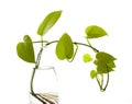 Selective focus shot of fresh leaves on a bottle of water isolated on a white background Royalty Free Stock Photo