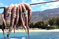 Selective focus shot of a fresh octopus drying under the sun to be tender for cooking Royalty Free Stock Photo