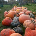 Selective focus shot of fresh ripe pumpkins in a field Royalty Free Stock Photo