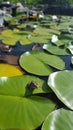 Selective Focus Shot of a Frog Sitting on a Lily Pad