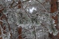 Selective focus shot of frost pine needle leaves in winter