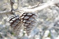 Selective focus shot of frosty pine cones Royalty Free Stock Photo