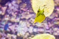 Selective focus shot of funny horned boxfish