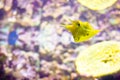 Selective focus shot of funny horned boxfish