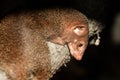 Selective focus shot of a Gambian mongoose in the zoo