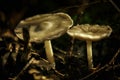 Selective focus shot of garden mushrooms