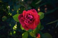 Selective focus shot of a garden rose - perfect for a background