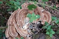 Selective focus shot of giant polypore in the fungus family Meripilaceae Royalty Free Stock Photo