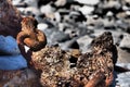 Selective focus shot of giant rusty chains in the sea