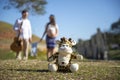 Selective focus shot of a giraffe plushy toy with a pregnant female on the background