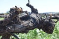 Selective focus shot of gnarled grapevine in a vineyard in Napa Valley, California Royalty Free Stock Photo