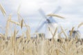 Selective focus shot of golden field of wheat with a windmill on the background Royalty Free Stock Photo