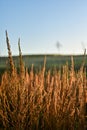 Selective focus shot of golden grass in the field at sunset Royalty Free Stock Photo