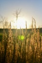 Selective focus shot of golden grass in the field at sunset Royalty Free Stock Photo