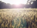 Selective focus shot of the golden wheat field with bokeh lights at sunset Royalty Free Stock Photo