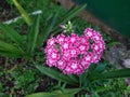 Selective focus shot of gorgeous pink Drummond Phlox flowers in a small green garden