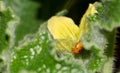 Selective focus shot of a gourd ladybird squirting cucumber flower and plant