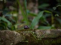 Selective focus shot of a granade crystal mineral on a mossy rock surface Royalty Free Stock Photo