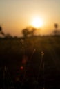 Selective-focus shot of grass in a green field during sunset Royalty Free Stock Photo