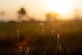 Selective-focus shot of grass in a green field during sunset Royalty Free Stock Photo