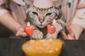 Selective focus shot of a gray tabby cat wearing a party hat with blurry candles on a cake