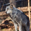 Selective focus shot of a gray wolf in a zoo Royalty Free Stock Photo