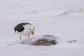 Selective focus shot of a great black-backed gull drinking water from a frozen pond Royalty Free Stock Photo