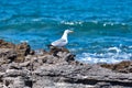 Selective focus shot a great black-backed gull standing on rocks looking out to blue sea Royalty Free Stock Photo