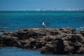 Selective focus shot a great black-backed gull standing on rocks looking out to blue sea Royalty Free Stock Photo