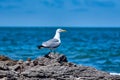 Selective focus shot a great black-backed gull standing on rocks looking out to blue sea Royalty Free Stock Photo