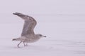 Selective focus shot of a great black-backed gull walking on a frozen lake Royalty Free Stock Photo