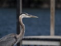 Selective focus shot of a great blue heron standing near the dock in the daylight Royalty Free Stock Photo