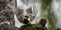 Selective focus shot of a great tit bird landing on a mossy branch Royalty Free Stock Photo