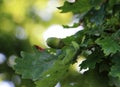 Selective focus shot of a green acorn growing  on a tree Royalty Free Stock Photo