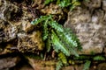 Selective  focus shot of green asplenium ceterach plant Royalty Free Stock Photo