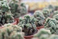 Selective focus shot of green Aztekium ritteri cactus plant in a pot in the store Royalty Free Stock Photo