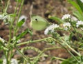 Selective focus shot of a green butterfly sitting on a white cabbage flower Royalty Free Stock Photo