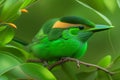 Selective focus shot of a green canary bird perched on the branch of a tree Generative AI