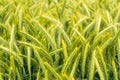 A selective focus shot of green ears of triticale yields. Full frame of growing triticale a hybrid of wheat and rye Royalty Free Stock Photo