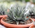 Selective focus shot of green Fasciated haworthia succulent plant in a pot in the store