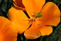 Selective focus shot of a green insect on golden poppy flower Royalty Free Stock Photo