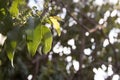 Selective focus shot of the green leaves of a tree with blurred background with bokeh lights Royalty Free Stock Photo