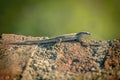 Selective focus shot of a green lizard on a rock Royalty Free Stock Photo