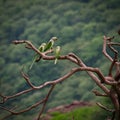 Selective focus shot of green parakeets perched on a tree branch Royalty Free Stock Photo