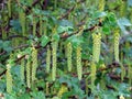 Selective focus shot of a green plant growing in the middl of the forest