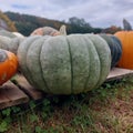 Selective focus shot of a green pumpkin on a wooden dock in the field with blur background Royalty Free Stock Photo
