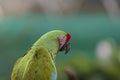 Selective focus shot of a green red-lored amazon parrot Royalty Free Stock Photo