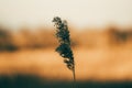 Selective focus shot of a green red plant on a sunset background Royalty Free Stock Photo