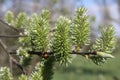 Selective focus shot of green spruce buds