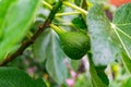 Selective focus shot of a green unripe fig growing on the tree with blurred background Royalty Free Stock Photo